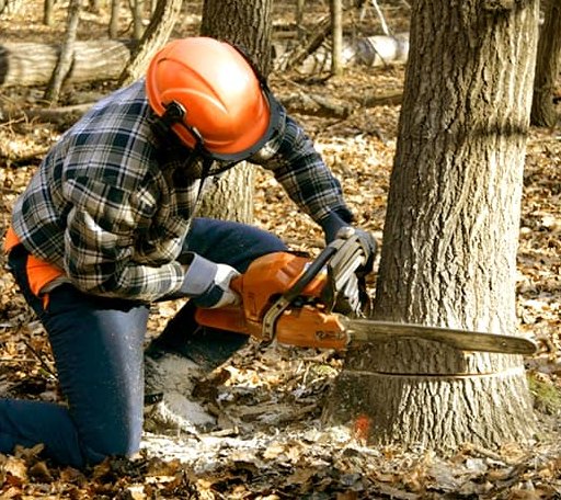 Tree Removal in Ashland, ME